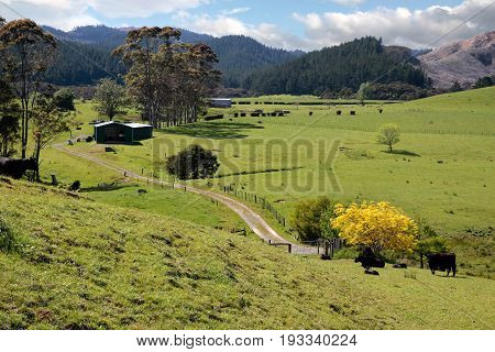 Meadows And Mountains On The Coromandel Peninsula
