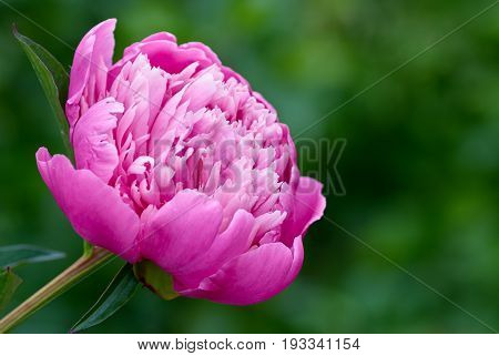 Rose peony in the garden on green background