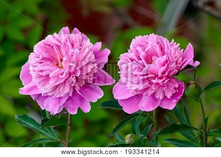 Rose peony in the garden on green background