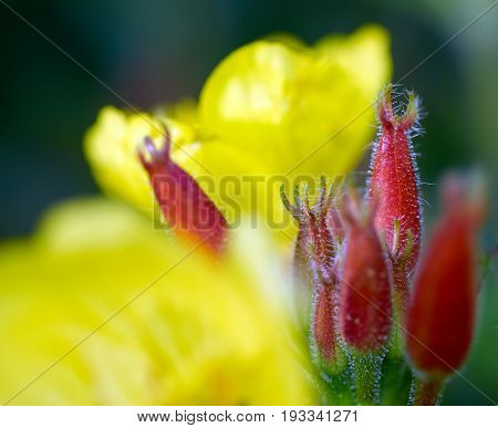 Oenothera yellow flowers with red buds on a green background