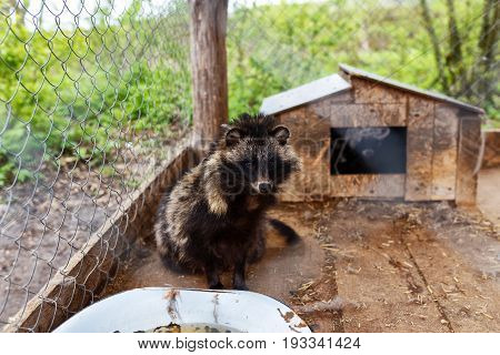 Cute raccoon behind the fence in a zoo.