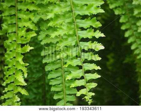 Detailed closeup of beautiful green leaves of tropical plant