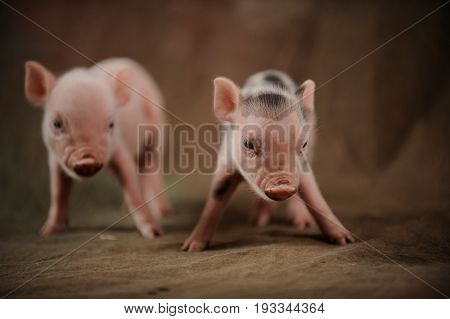 Two little piglets came take photos in the village studio