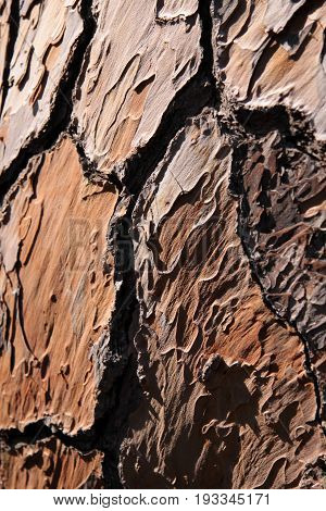 Bark Of A Pine Tree