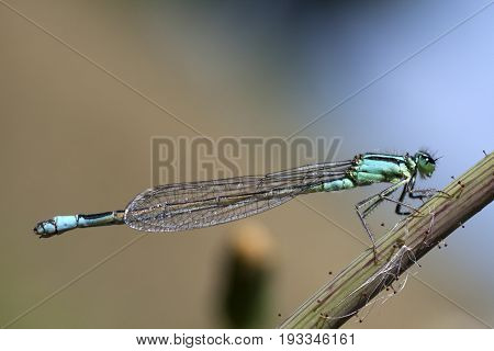 Blue Tailed Damselfly (Ischnura Elegans) clinging to plant stalk