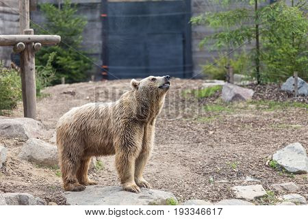 Male Brown Grizzly Bear Posing In A Imponent Magnificent Way With Trees And A Gate On The Background
