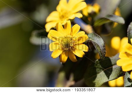 Flower of a Mexican creeping zinnia (Sanvitalia procubens)