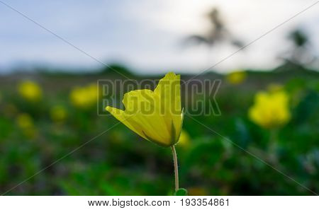 close up of a yellow flower in a grassy field by the beach on a warm summer morning