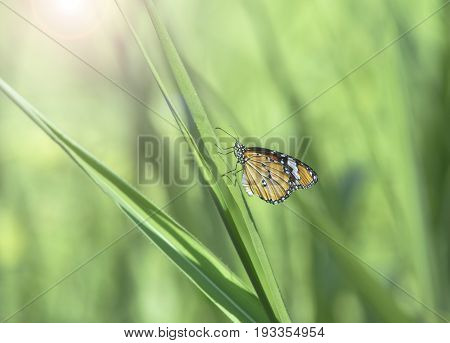 Beautiful butterfly sitting on grass leaf as abckground