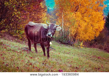 Cattle on the mountain pasture. Picturesque scene in the Ukrainian village Kvasy Transcarpathian Ukraine Europe. Retro filtered.