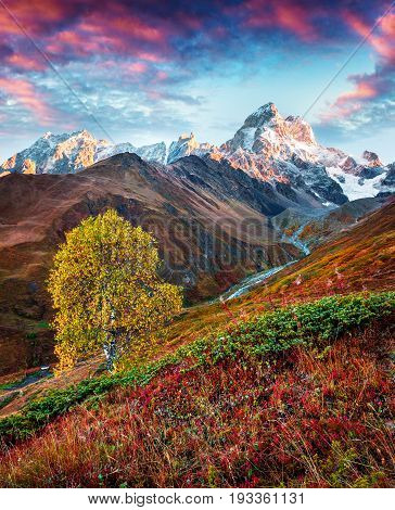 Colorful Autumn Morning With Mt. Ushba