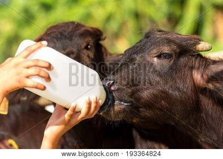Feeding a baby of murrah buffalo (water buffalo) from bottle