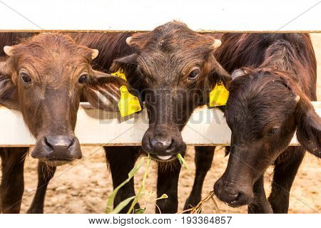 Baby Of Murrah Buffalos (water Buffalo) At Farm In Thailand