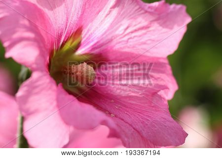 Carpel pollen inside pink petal Hollyhock flower by macro lens.