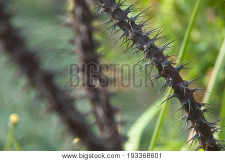 sharp thorns with blurred background. plant, botany,