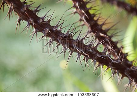 sharp thorns with blurred background. plant, botany,