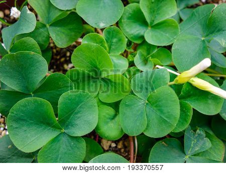 Trifolieae (clover) Plants At Garden