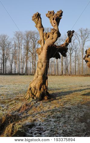 Winter scenery in the Dutch province of Overijssel
