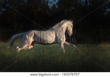 Cremello horse runs on the grass on dark forest background