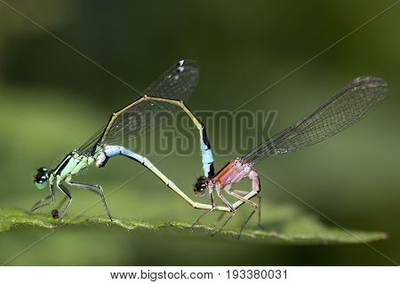 Blue-tailed Damselfly (Ischnura elegans) Mating Wheel resting on a leaf