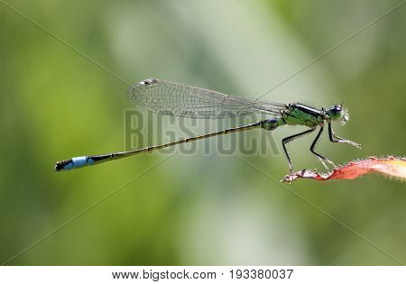 Blue-tailed Damselfly (Ischnura elegans) male resting on a leaf. Photo taken with 90 mm macrolens.