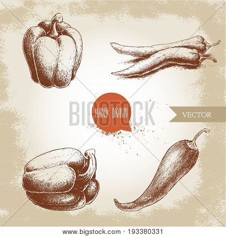 Hand drawn sketch collection of different types of pepper. Bell sweet pepper and red hot chili peppers. Vintage market fresh vegetables set. Spicy food.