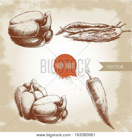Hand drawn sketch collection of different types of pepper. Bell sweet pepper composition and red hot chili peppers single and sliced. Vintage market fresh vegetables set. Spicy food.