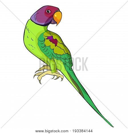 Indian Ringed Parrot Ozherelovy Parrot. Vector Illustration