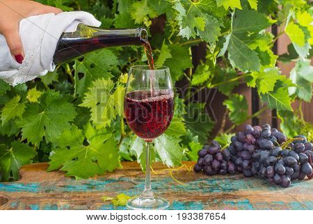 Waiter Pouring A Glass Of Red Wine, Outdoor Terrace, Wine Tasting In Sunny Day, Green Vineyard Garde