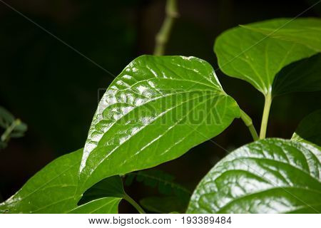 Green Leaf Of Wildbetalleafbush Tree