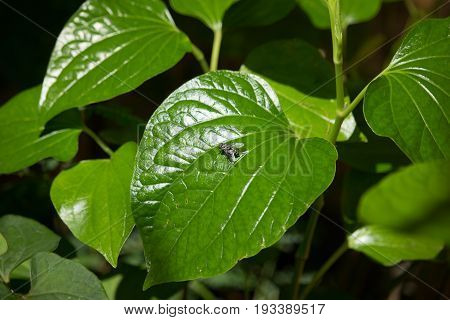 Green Leaf Of Wildbetalleafbush Tree