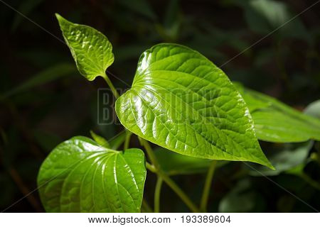 Green Leaf Of Wildbetalleafbush Tree