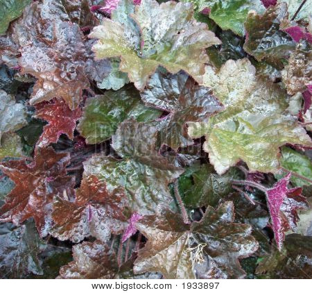 秋の庭で色の湿式 Leafage