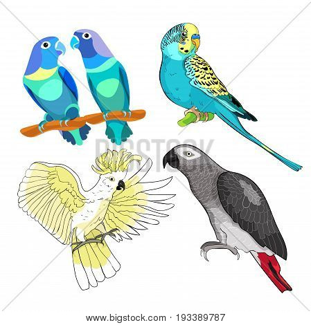 Jaco, Lovebird, Wavy Parrot Kakadu Set. Vector Illustration