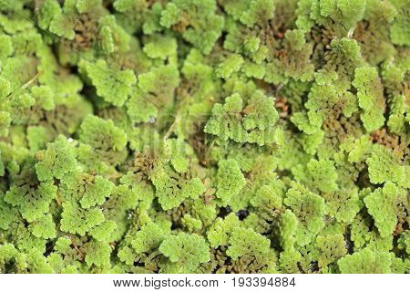 Azolla fern plant floating on water surface green and red leaf background.