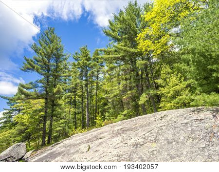 Sloping Canadian Shield Bedrock And Rocks With Dense Lush Pine Forest Standing Tall Above