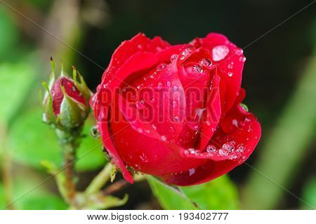 Closeup red rose bud with water drops blurred background after rain