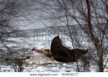 Brown Bear Sleeping On Carcass Of Killed Elk