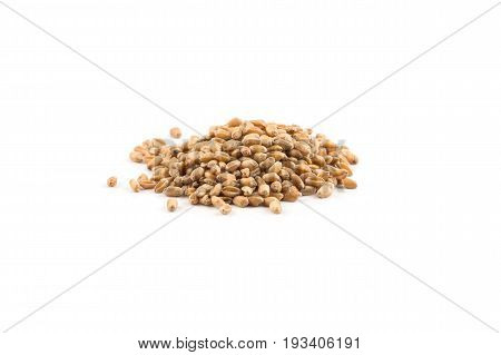 Wheat Grain On White