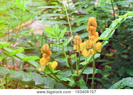 Senna Alata Or Candle Bush Flower Select Focus With Shallow Depth Of Field