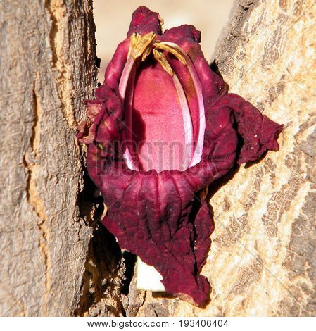 Flower petal on Kigelia pinnata trunk in Or Yehuda Israel