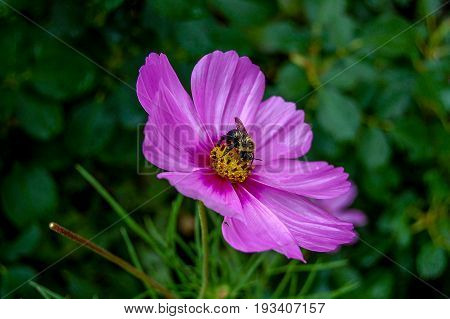 Bee flying over spring flower at front yard