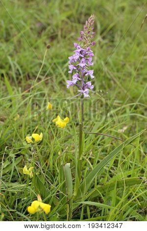 Common Fragrant Orchid