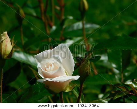White rose bud in the garden on a sunny day