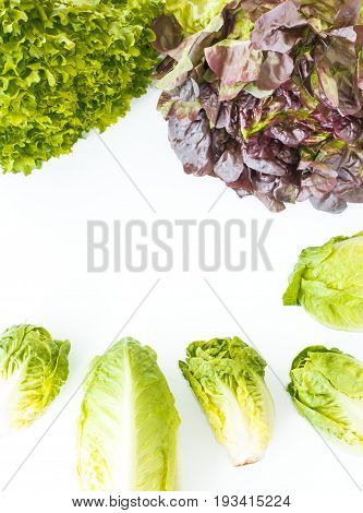 Arrangement of oakleaf green leaf little gem and romaine lettuce on white background with copy space.