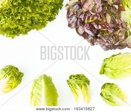 Arrangement of oakleaf green leaf little gem and romaine lettuce on white background with copy space.