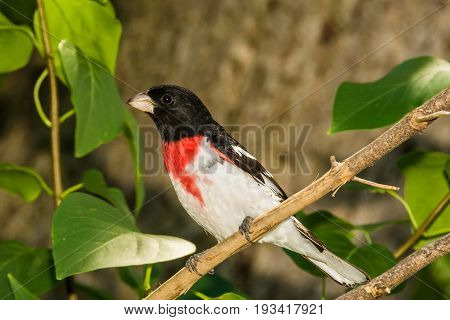A Rose-breasted Grosbeak perched in a small tree.