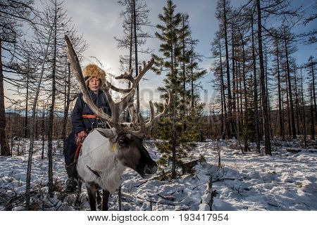 Mongolian Reindeer In Traditionally Tsaatan Family On Their Reindeers At Taiga, Mongolia