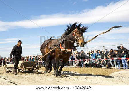 Horse Heavy Pull Tournament Leash