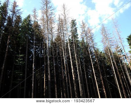 dead spruce forest and blue sky , dry spruce trees